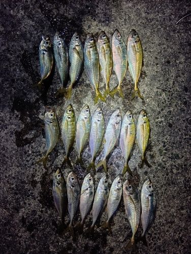アジの釣果