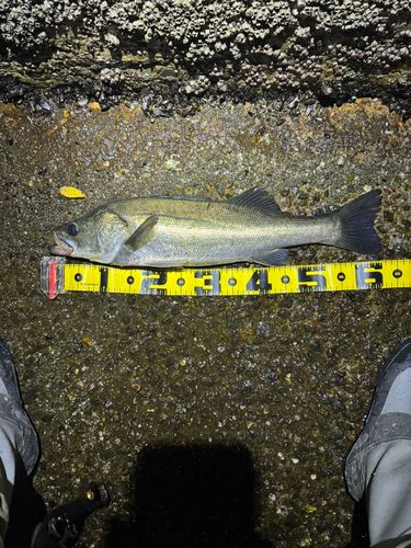 シーバスの釣果