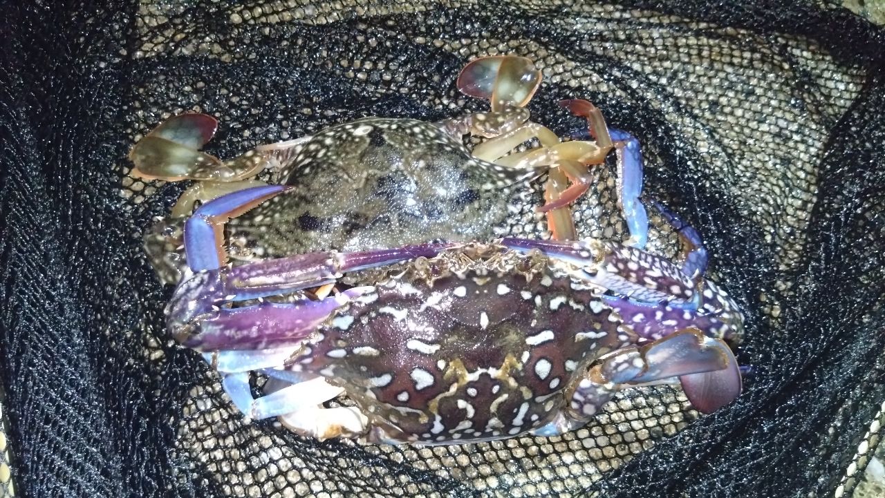 タイワンガザミ