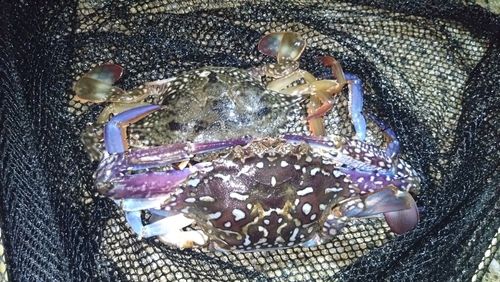 タイワンガザミの釣果