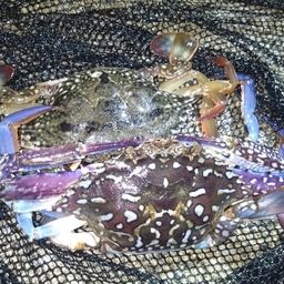 タイワンガザミ