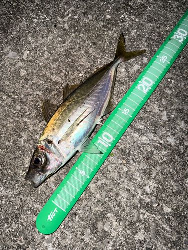 マアジの釣果