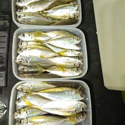 アジ