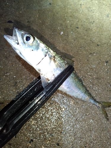 マサバの釣果