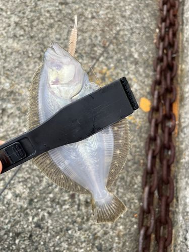 ソゲの釣果