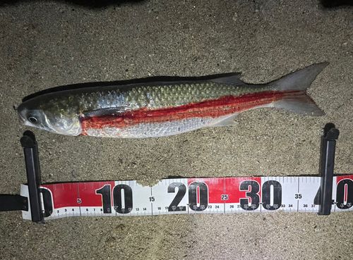 ボラの釣果