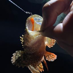 オニカサゴ