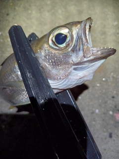 ムツの釣果