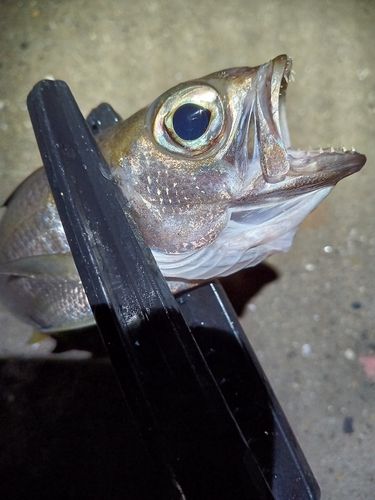 ムツの釣果