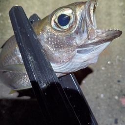ムツ