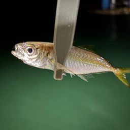 アジ