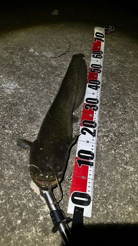 ナマズの釣果