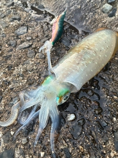アオリイカの釣果