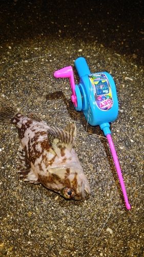 オウゴンムラソイの釣果