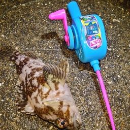 オウゴンムラソイ