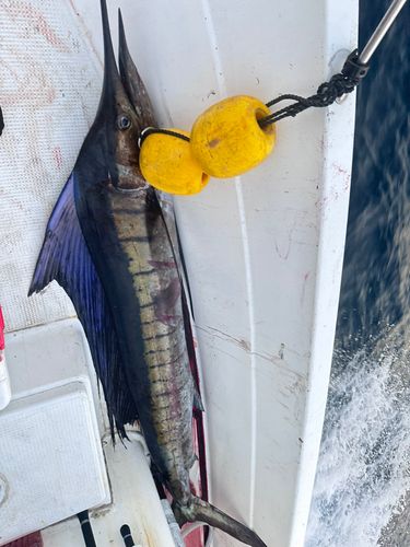 バショウカジキの釣果