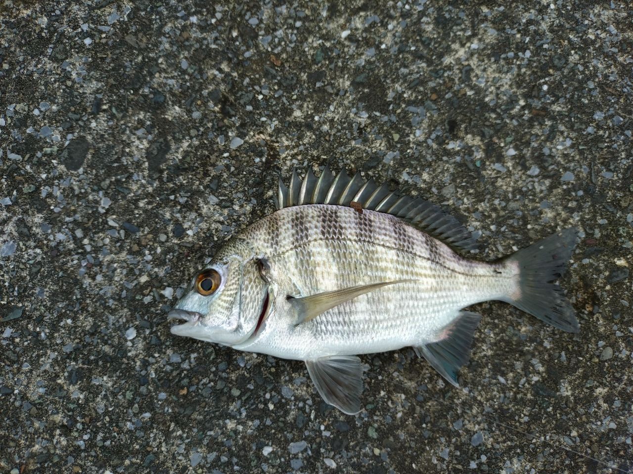 釣り人達(相模川) 相模川下流の釣果・釣り場情報【2025年最新】 - アングラーズ