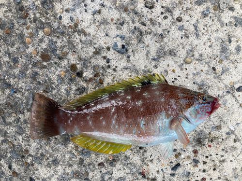 ベラの釣果