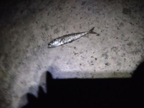 マサバの釣果