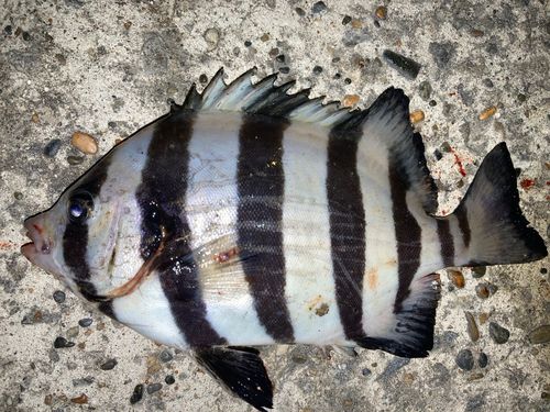 サンバソウの釣果