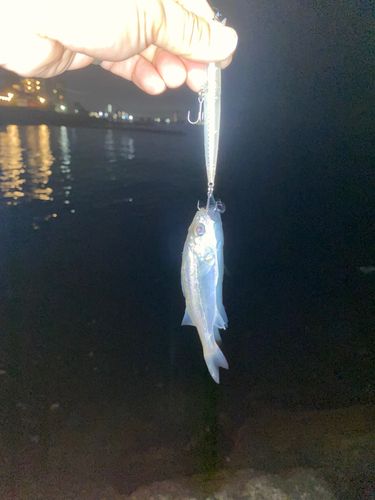 伊勢湾湾奥