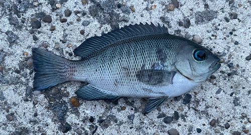 メジナの釣果
