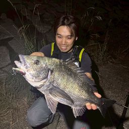 クロダイ
