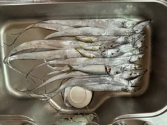 タチウオの釣果