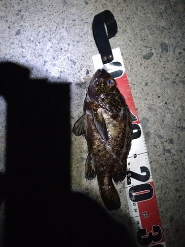 ムラソイの釣果