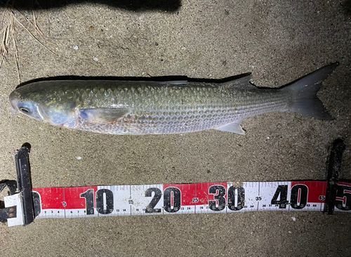 ボラの釣果