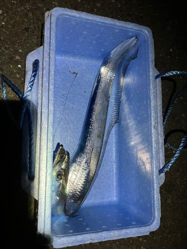 タチウオの釣果