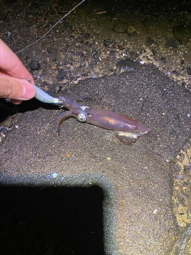 マメイカの釣果