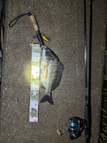 クロダイの釣果