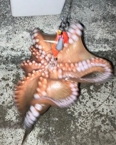 タコの釣果