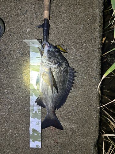 クロダイの釣果