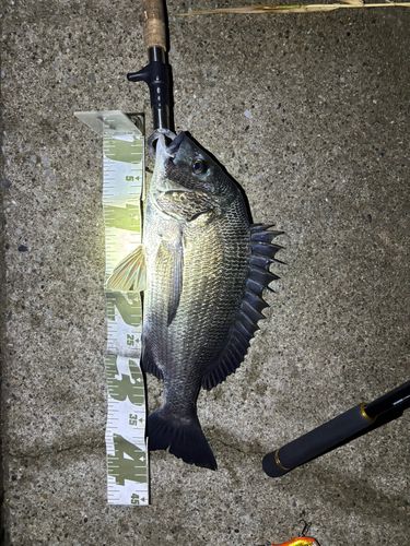 クロダイの釣果