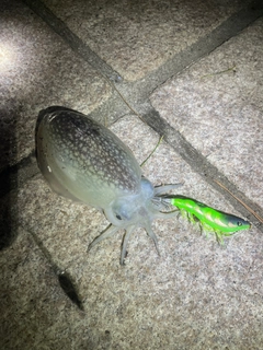 シリヤケイカの釣果