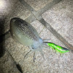 シリヤケイカ