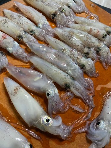 マメイカの釣果