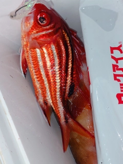アヤメエビスの釣果
