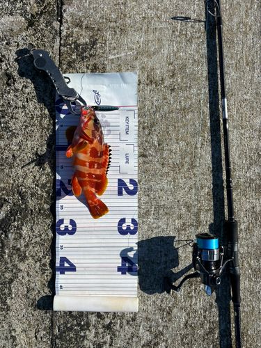 アカハタの釣果