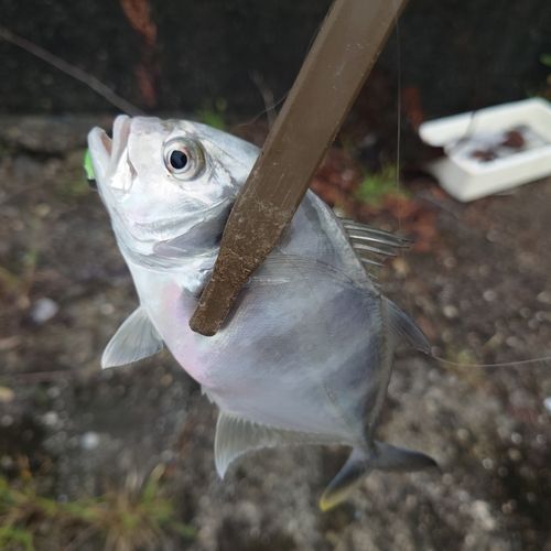 メッキの釣果