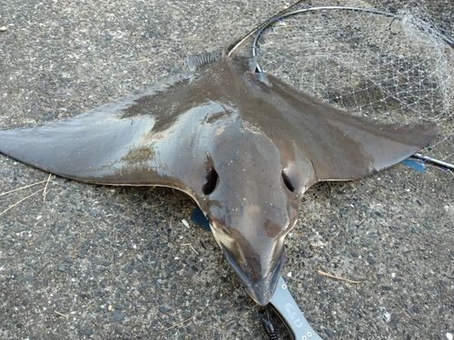 ナルトビエイの釣果