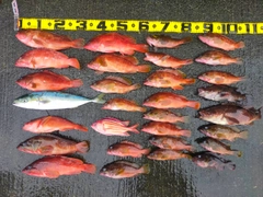 アカハタの釣果