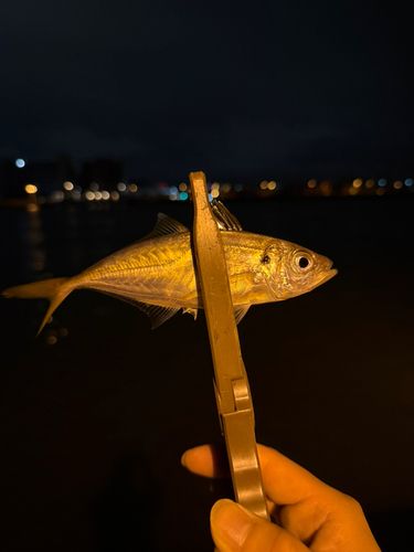 博多湾
