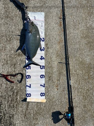 ナンヨウカイワリの釣果