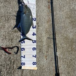 ナンヨウカイワリ