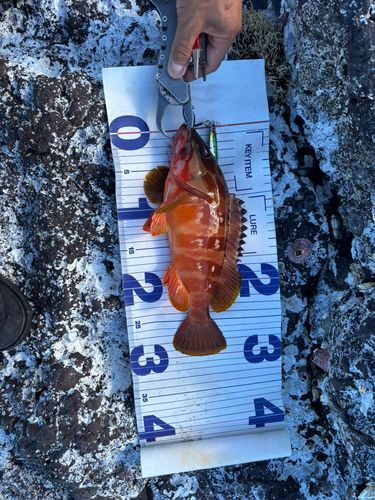 アカハタの釣果