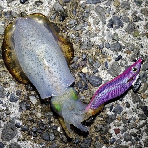 アオリイカの釣果