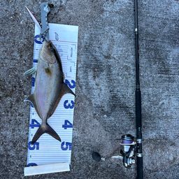 ヒレナガカンパチ